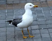 българия птици