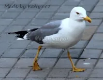 българия българия