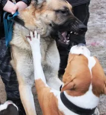 поведінки
