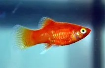 Плямиста пецилія (Xiphophorus maculatus) фото, активні рибки, акваріумні рослини, сусіди, пецилія