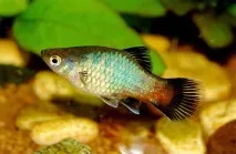 Плямиста пецилія (Xiphophorus maculatus) фото, активні рибки, акваріумні рослини, сусіди, maculatus