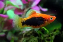 Плямиста пецилія (Xiphophorus maculatus) фото, активні рибки, акваріумні рослини, сусіди, xiphophorus