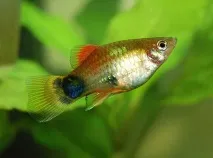 Плямиста пецилія (Xiphophorus maculatus) фото, активні рибки, акваріумні рослини, сусіди, плямиста