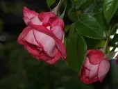 пристрасті
