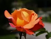 рослини