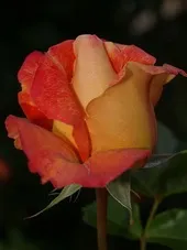 квіти