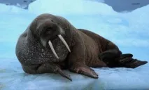 света света
