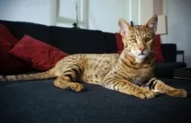 котки котки