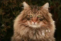 породи котки