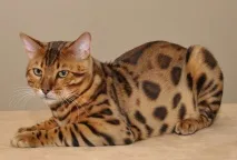 породи котки