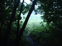 Самарські діброви відсотків