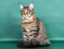 световните световните