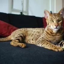 световните котки