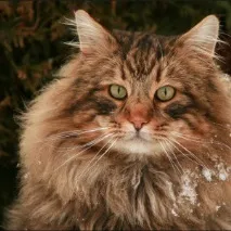 породи котки