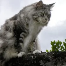 котки породи