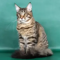 котки световните