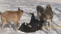 Собаче весілля собак