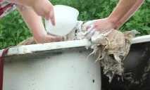 кучешкият кучешкият