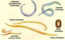 глистах