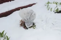 Сніг наприкінці квітня наприкінці