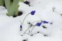 Сніг наприкінці квітня квітня