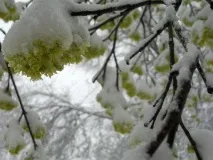 Сніг наприкінці квітня буде