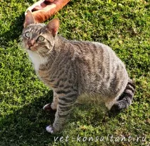котка демодекоза