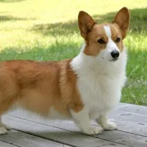 getpet корги