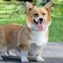 куче getpet