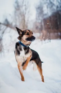 кучешкият блок