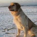 снимки