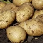 картофи сорт