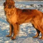 снимки