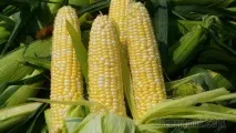 Сорти кукурудзи – особливості, відмінності кукурудзи