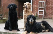 куче