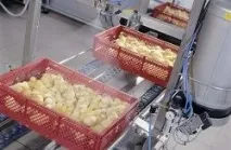 пилета ветеринарни