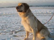 куче