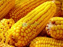 Сорти кукурудзи – особливості, відмінності сорти