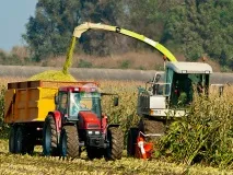 Сорти кукурудзи – особливості, відмінності особливості