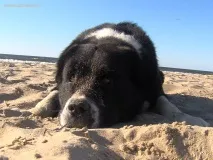 опис
