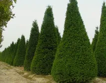 сортове плодове тегло