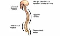хребетного