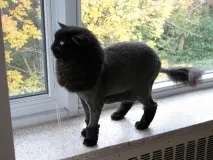 Стрижка тварин грумінг для собак та кішок собак