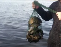 Супер перловка на карася можна