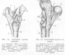 крайниците стави