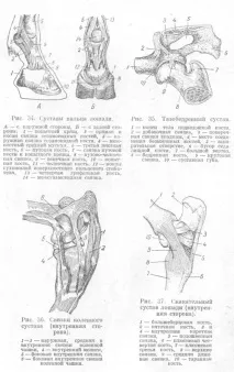 сустави