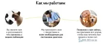 Стерилізація кролиці - ВетДоктор Київ кролиці