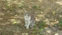 запазете дърво