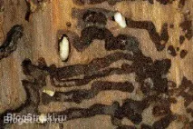рятуємо