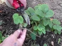 Спанбонд покривний матеріал- різновиди та способи застосування спанбонд